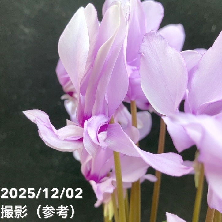 ブルーシクラメン セレナーディア 八重咲きのライラックフリル 4号 PVP