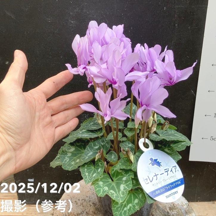 ブルーシクラメン セレナーディア 八重咲きのライラックフリル 4号 PVP