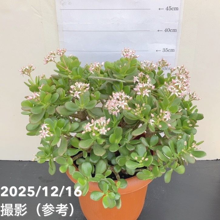 金のなる木 7号｜観葉10-TU | 観葉・多肉 | 赤塚植物園オンライン 花の