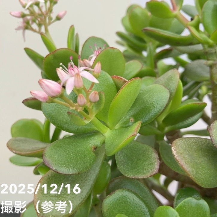 金のなる木 7号｜観葉10-TU | 観葉・多肉 | 赤塚植物園オンライン 花の