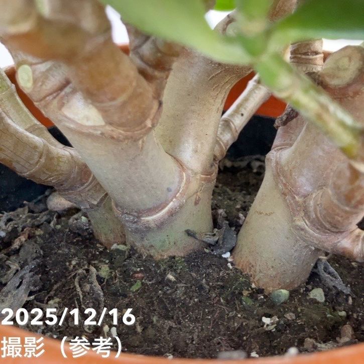 金のなる木 7号｜観葉10-TU | 観葉・多肉 | 赤塚植物園オンライン 花の