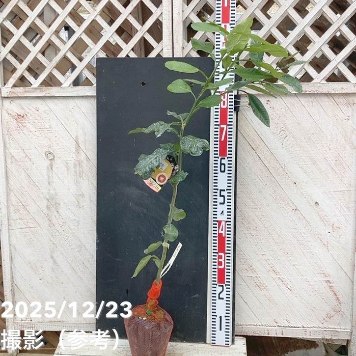 ザボン チャンドラポメロ 4号｜柑橘｜果樹04-PA | 果樹,柑橘 | 赤塚