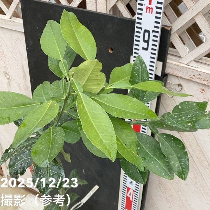 ザボン チャンドラポメロ 4号｜柑橘｜果樹04-PA | 果樹,柑橘 | 赤塚