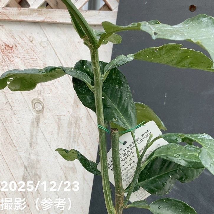 ザボン チャンドラポメロ 4号|柑橘|果樹04-PA