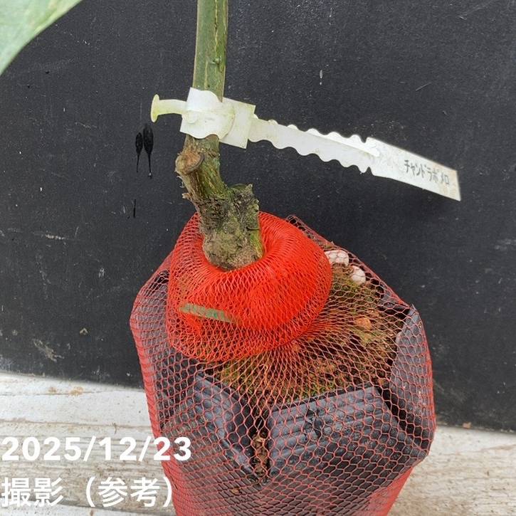 ザボン チャンドラポメロ 4号｜柑橘｜果樹04-PA | 果樹,柑橘 | 赤塚