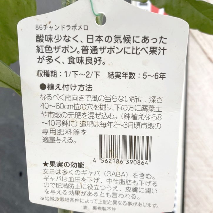 ザボン チャンドラポメロ 4号｜柑橘｜果樹04-PA | 果樹,柑橘 | 赤塚