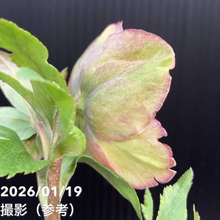 一点物】加藤農園 クリスマスローズ 4.5号（KT3）｜山野04-PA | 草花