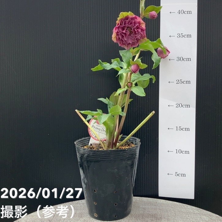 一点物】横山園芸 クリスマスローズ プリマドレス 4.5号（YK4）｜山野