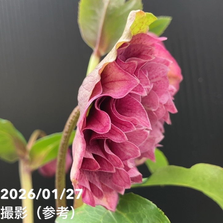 一点物】横山園芸 クリスマスローズ プリマドレス 4.5号（YK4）｜山野