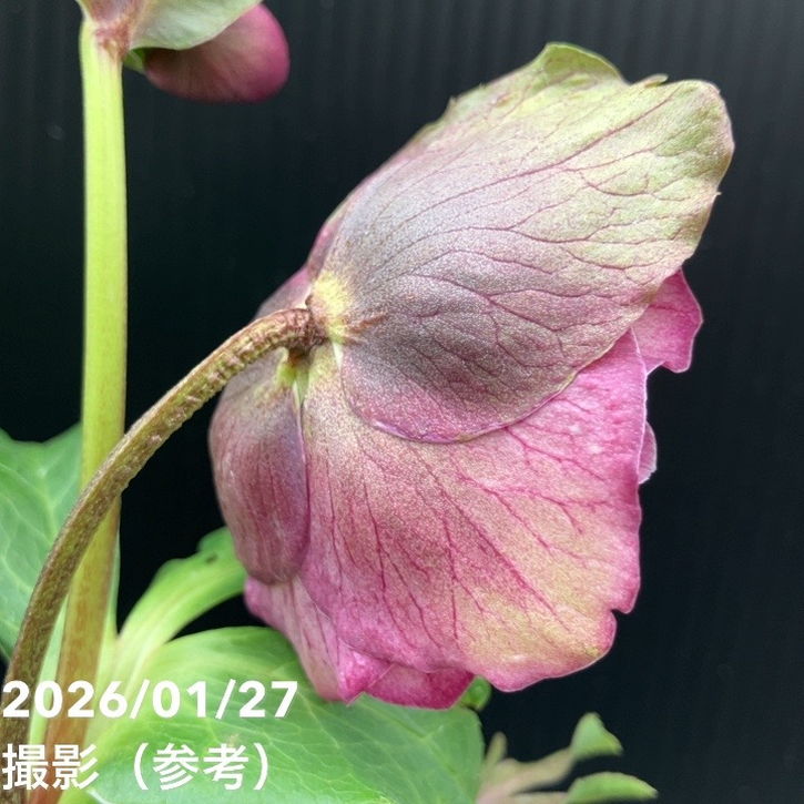 一点物】横山園芸 クリスマスローズ プリマドレス 4.5号（YK4）｜山野