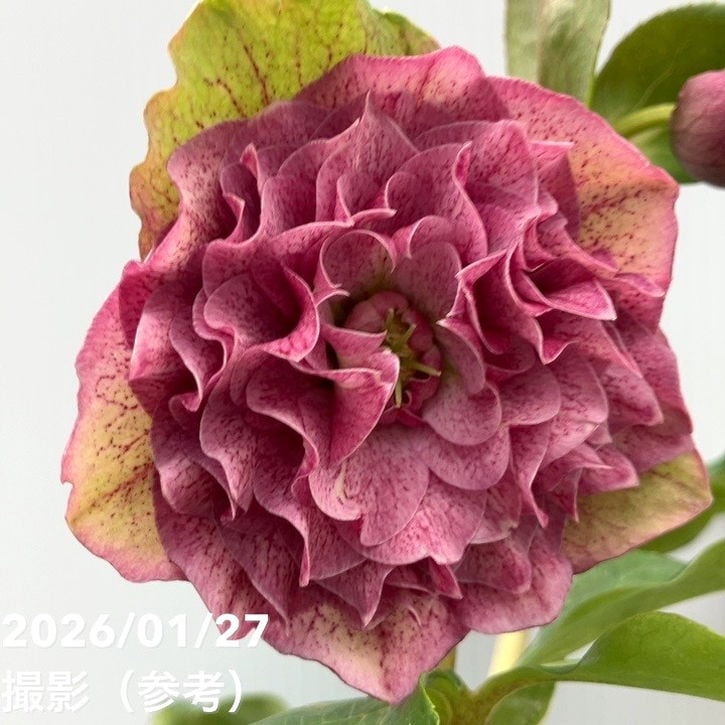 一点物】横山園芸 クリスマスローズ プリマドレス 4.5号（YK4）｜山野