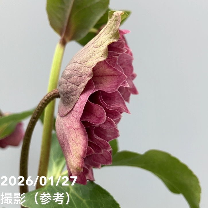 一点物】横山園芸 クリスマスローズ プリマドレス 4.5号（YK4）｜山野