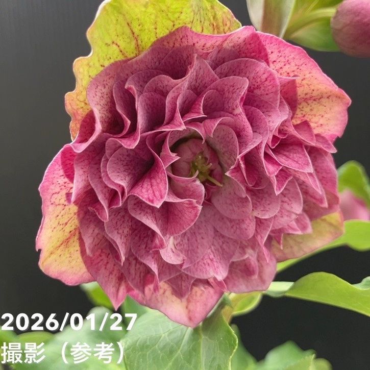 一点物】横山園芸 クリスマスローズ プリマドレス 4.5号（YK4）｜山野