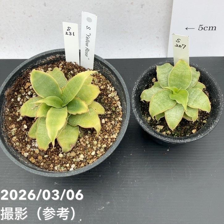 激レア！現品お届け】サンスベリア 5号 Yellow Rose イエローローズ