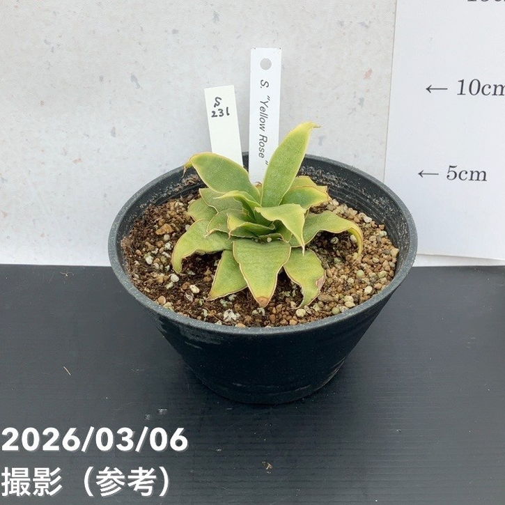激レア！現品お届け】サンスベリア 5号 Yellow Rose イエローローズ