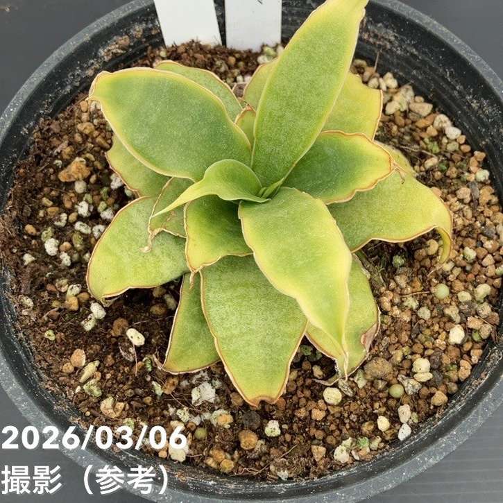 決算P5倍！10%OFF！8/2まで】【激レア！現品お届け】サンスベリア 5号