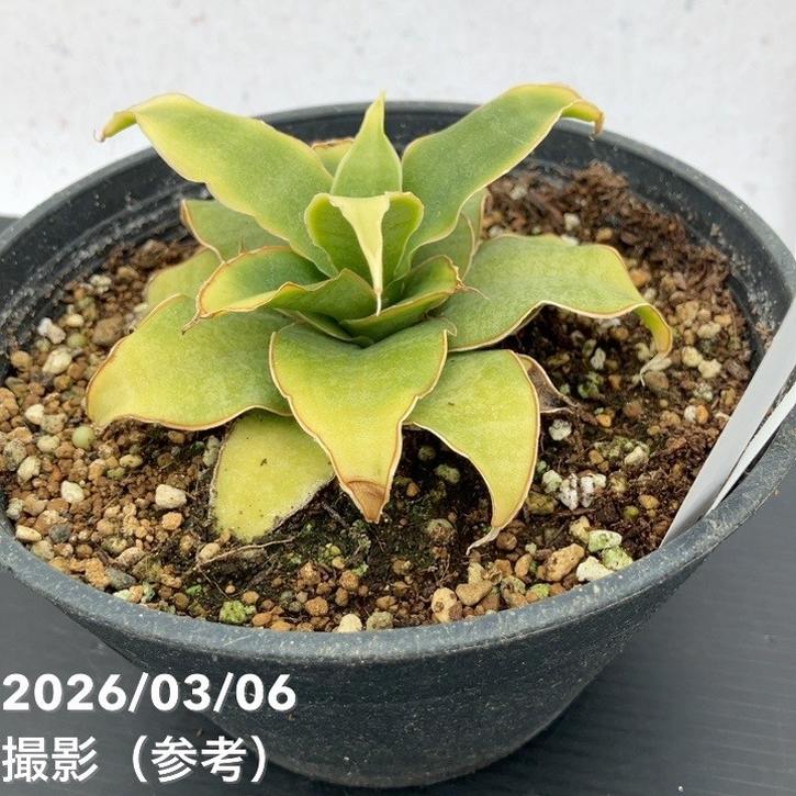 激レア！現品お届け】サンスベリア 5号 Yellow Rose イエローローズ