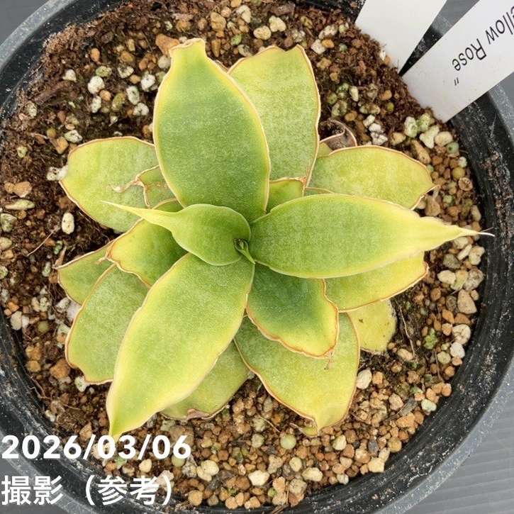 激レア！現品お届け】サンスベリア 5号 Yellow Rose イエローローズ