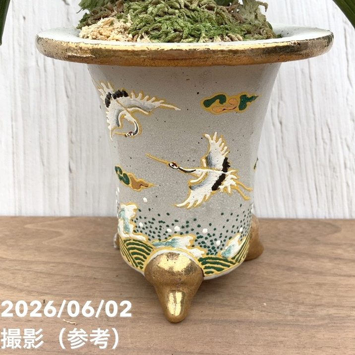 現品お届け】豊明園 万年青 オモト 新生殿（しんせいでん）錦鉢（O81