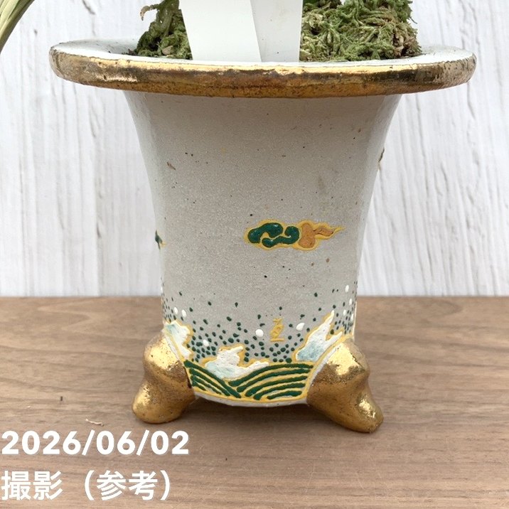 現品お届け】豊明園 万年青 オモト 新生殿（しんせいでん）錦鉢（O81