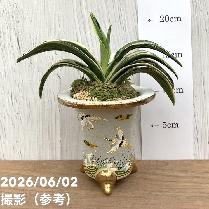 錦鉢　万年青鉢　鳳凰 現品お届け】豊明園 万年青 オモト 新生殿（しんせいでん）錦鉢（O81