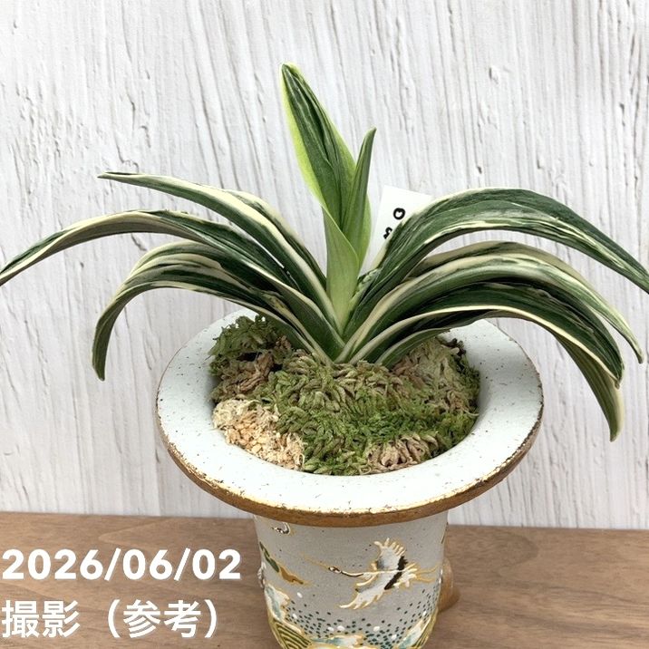 現品お届け】豊明園 万年青 オモト 新生殿（しんせいでん）錦鉢（O81