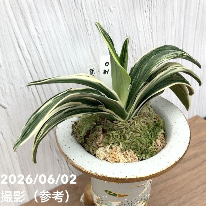 現品お届け】豊明園 万年青 オモト 新生殿（しんせいでん）錦鉢（O81