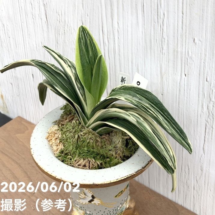 現品お届け】豊明園 万年青 オモト 新生殿（しんせいでん）錦鉢（O81
