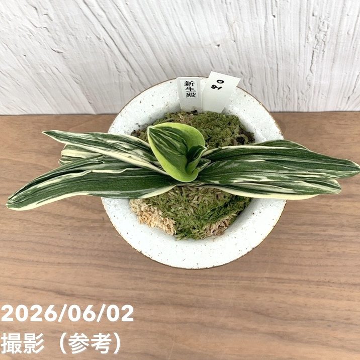 現品お届け】豊明園 万年青 オモト 新生殿（しんせいでん）錦鉢（O81
