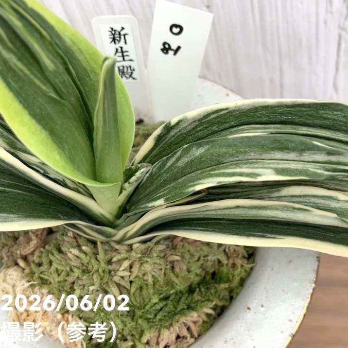 現品お届け】豊明園 万年青 オモト 新生殿（しんせいでん）錦鉢（O81