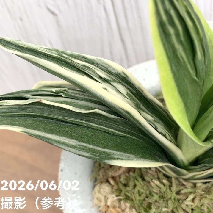 現品お届け】豊明園 万年青 オモト 新生殿（しんせいでん）錦鉢（O81