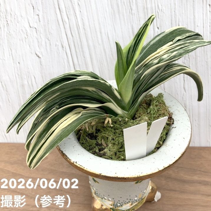 現品お届け】豊明園 万年青 オモト 新生殿（しんせいでん）錦鉢（O81