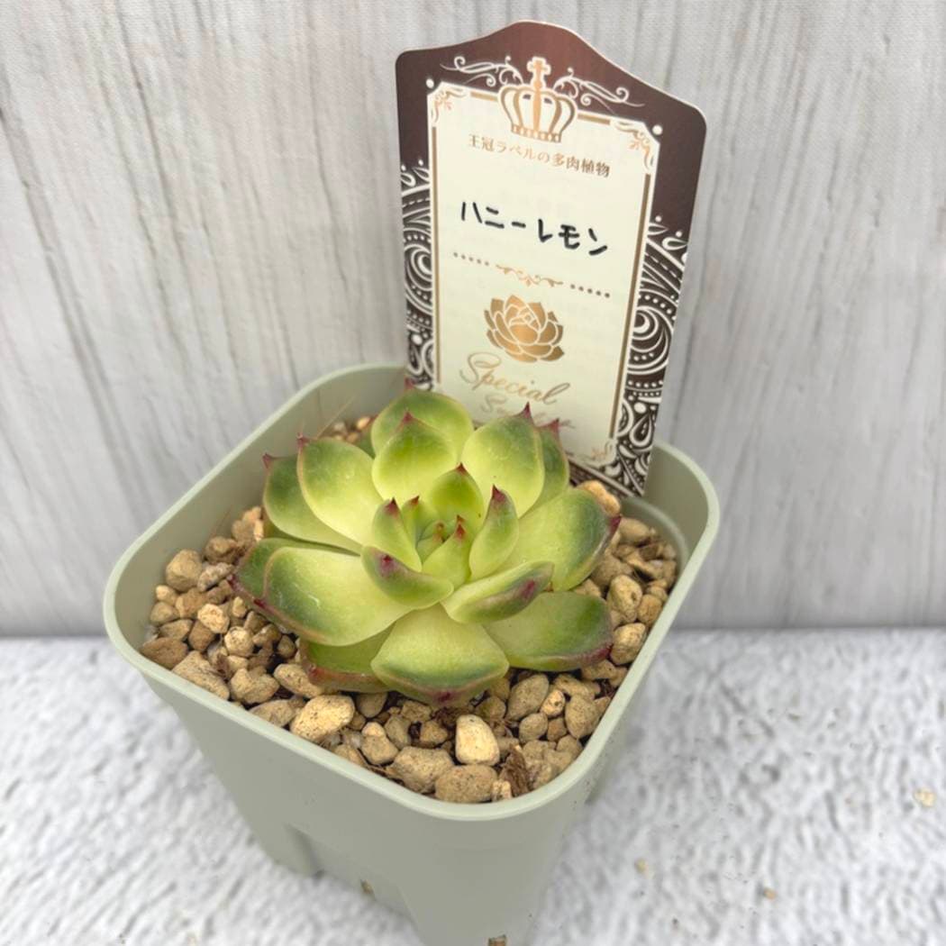 吉坂包装さん 王冠ラベルの多肉植物 エケベリア ハニーレモン 3号×3鉢
