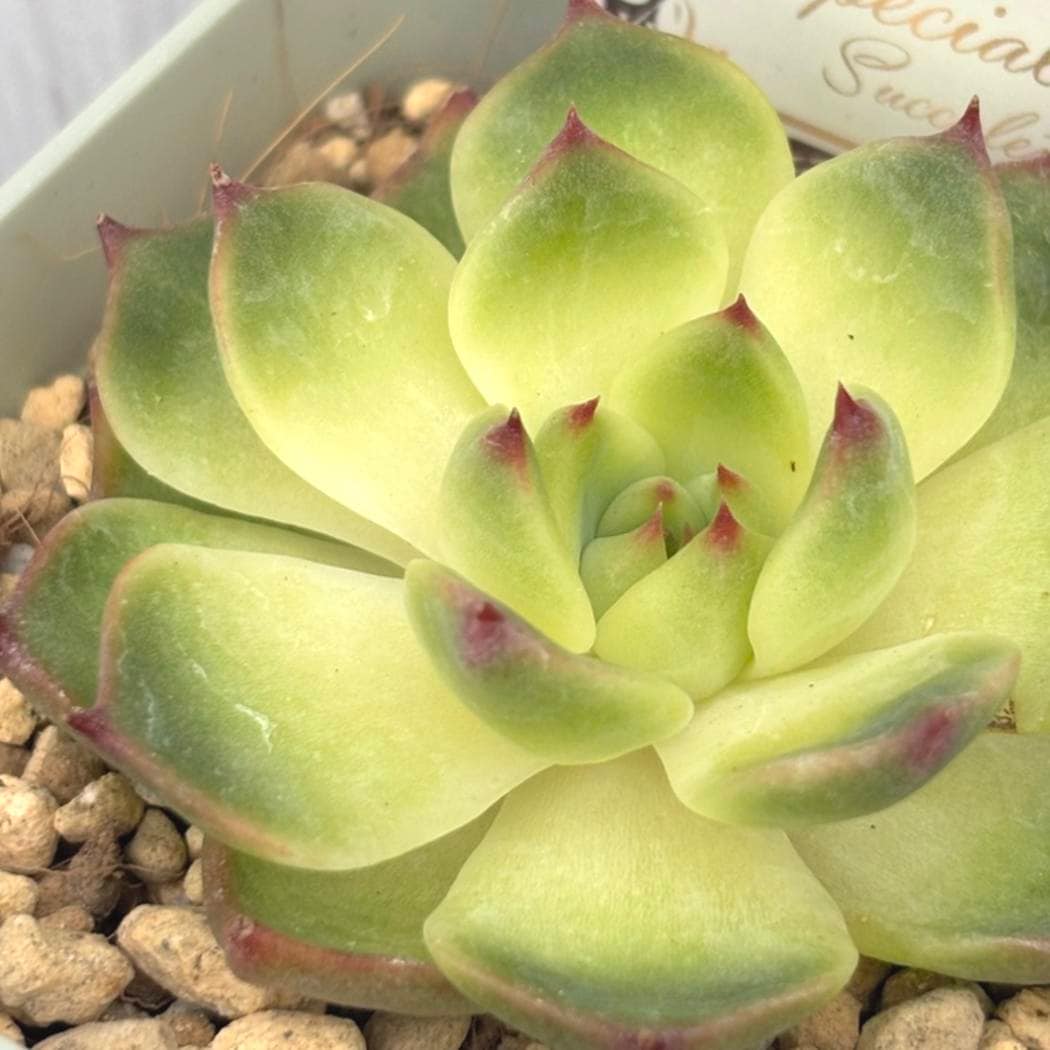 吉坂包装さん 王冠ラベルの多肉植物 エケベリア ハニーレモン 3号×3鉢