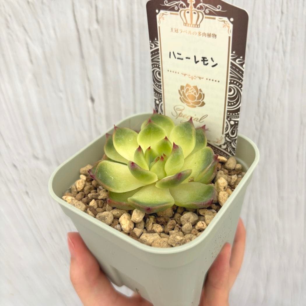 吉坂包装さん 王冠ラベルの多肉植物 エケベリア ハニーレモン 3号×3鉢