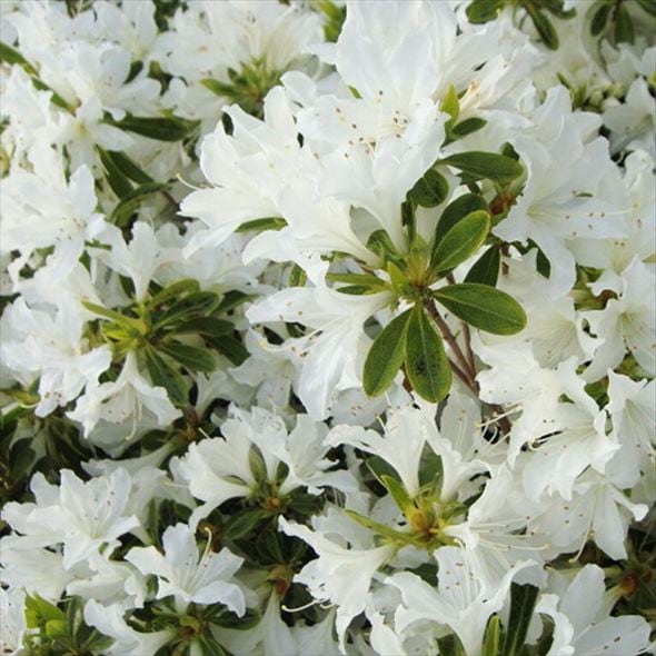 ツツジ 久留米ツツジ 白雪 4号×3株セット｜花木10-AK | 花木・庭木