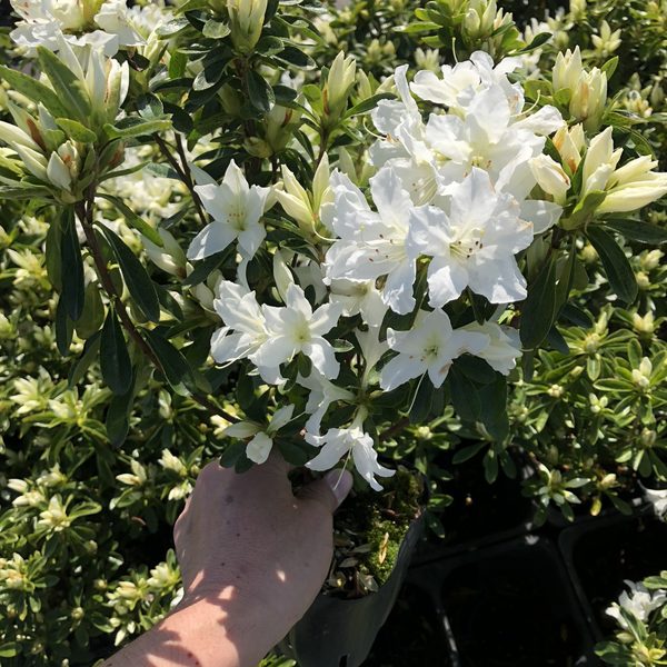 ツツジ 久留米ツツジ 白雪 4号×3株セット｜花木10-AK | 花木