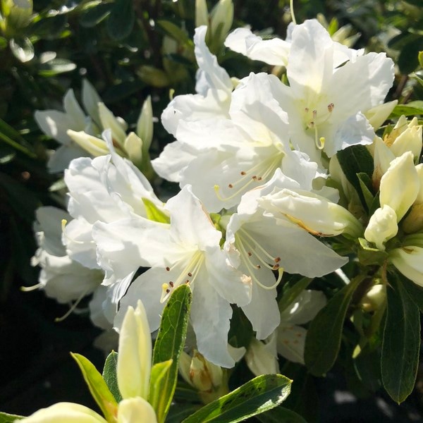 ツツジ 久留米ツツジ 白雪 4号×3株セット｜花木10-AK | 花木