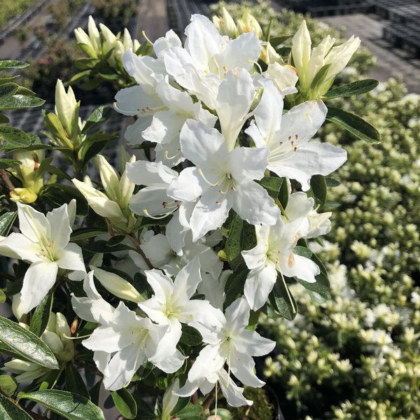 ツツジ 久留米ツツジ 白雪 4号×3株セット｜花木10-AK | 花木