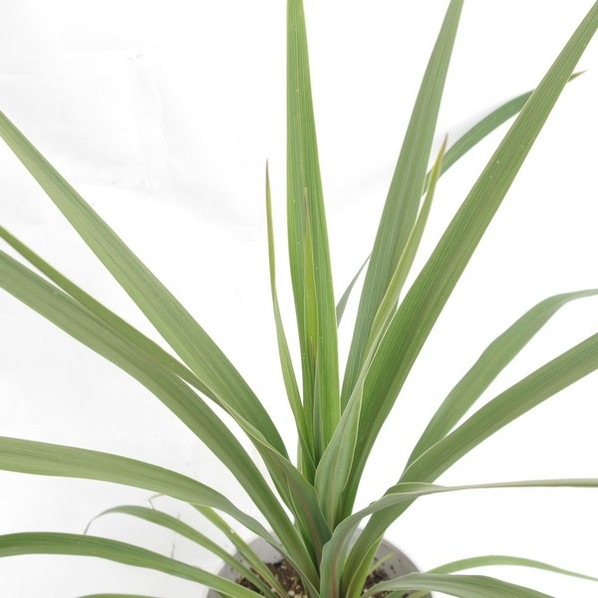 コルジリネ 6号 オーストラリス ペコ|観葉01-D1