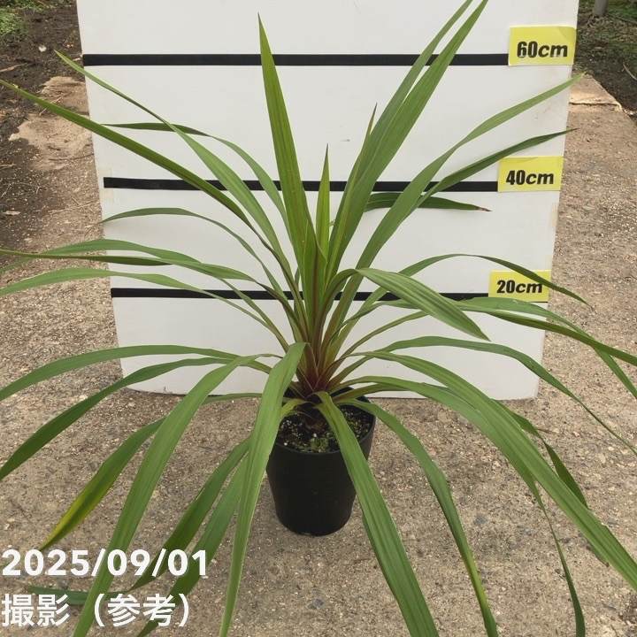 コルジリネ 6号 オーストラリス ペコ|観葉01-D1