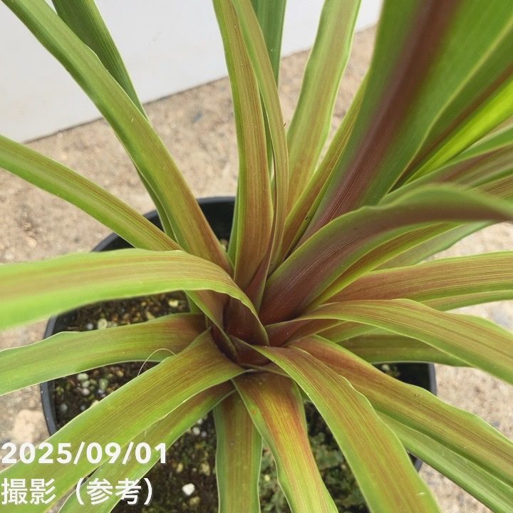 コルジリネ 6号 オーストラリス ペコ|観葉01-D1