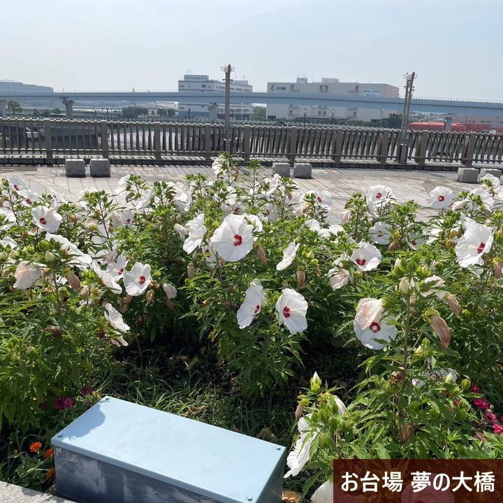 タイタンビカス 3.5号 ヘルメス (ショートタイプ)|草花01-D1