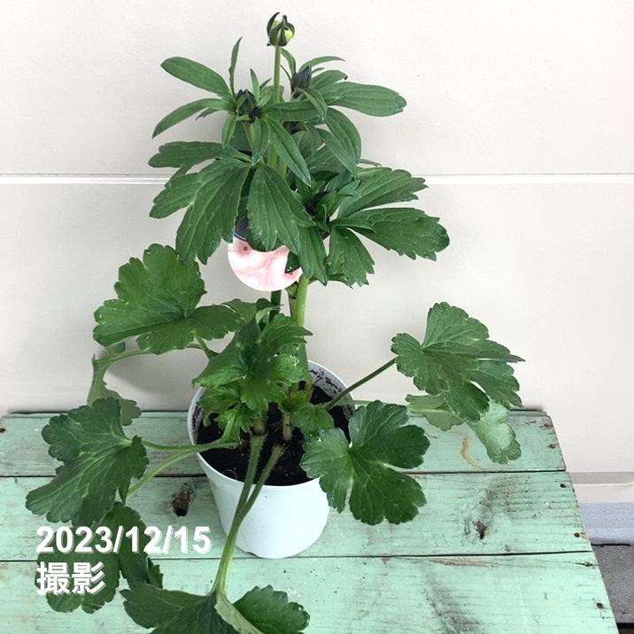 ラナンキュラス ラックスシリーズ 5号 エリス｜草花04-PA | 草花