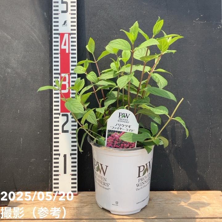 ノリウツギ ファイヤーライト 5号｜花木04-PA | 花木・庭木,アジサイ類