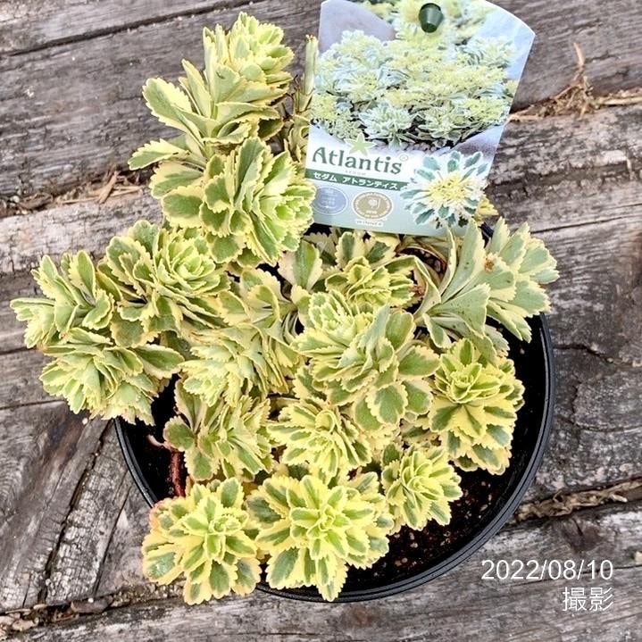 アトランティスペンデュラム：2個 アディダス アーラム サイズ25.5cm 靴 M M アディダス アーラム サイズ