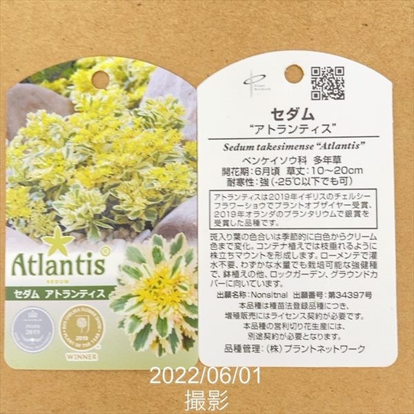 アトランティス(レッド、ゴールドとチョコレート)または(アイボリー、レッドとブラック)豪華8ピース布団セット 布団 ベッドスカート ピローシャム 装飾並行輸入 アトランティス(レッド、ゴールドとチョコレート)または(アイボリー、レッドとブラック)豪華8ピース布団セット 布団 ベッドスカート ピローシャム 装飾並行輸入