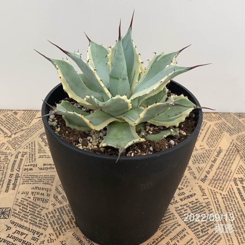 アガベ 5号 ポタトラム 雷神錦｜観葉01-D1 | 観葉・多肉,アガベ