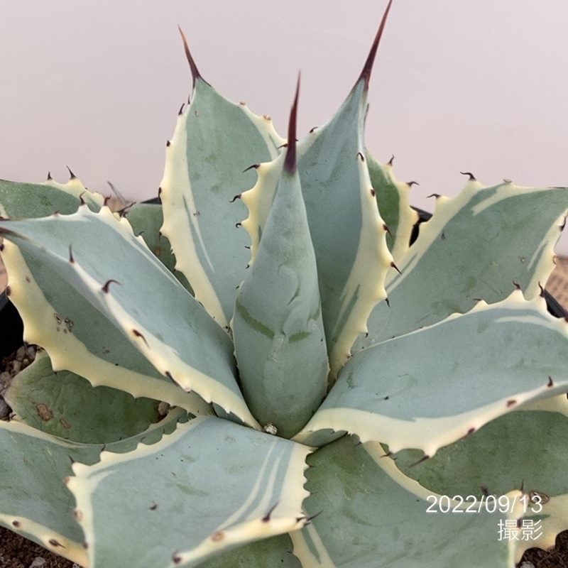 アガベ 5号 ポタトラム 雷神錦｜観葉01-D1 | 観葉・多肉,アガベ | 赤塚