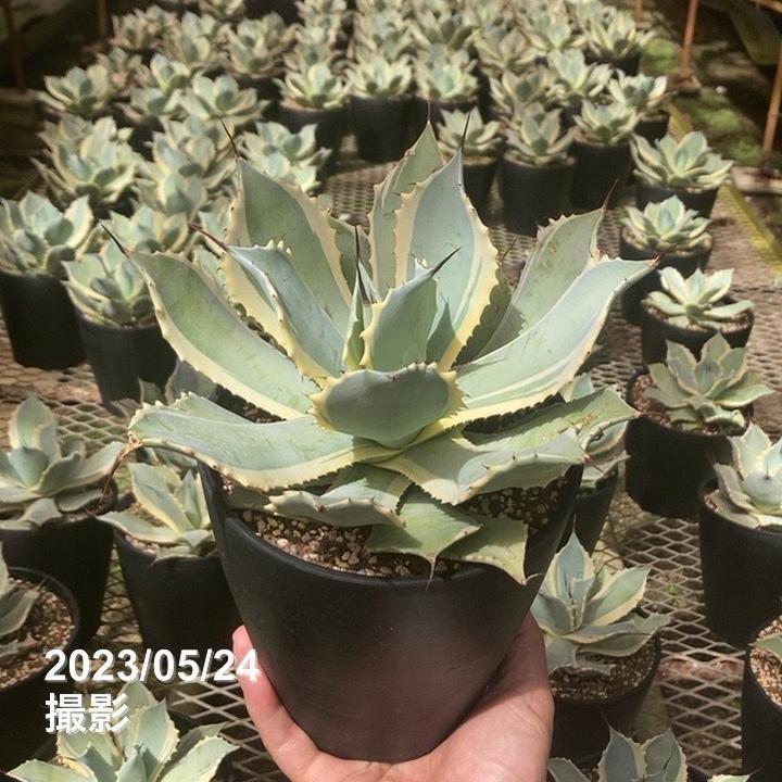 アガベ 5号 ポタトラム 雷神錦｜観葉01-D1 | 観葉・多肉,アガベ | 赤塚